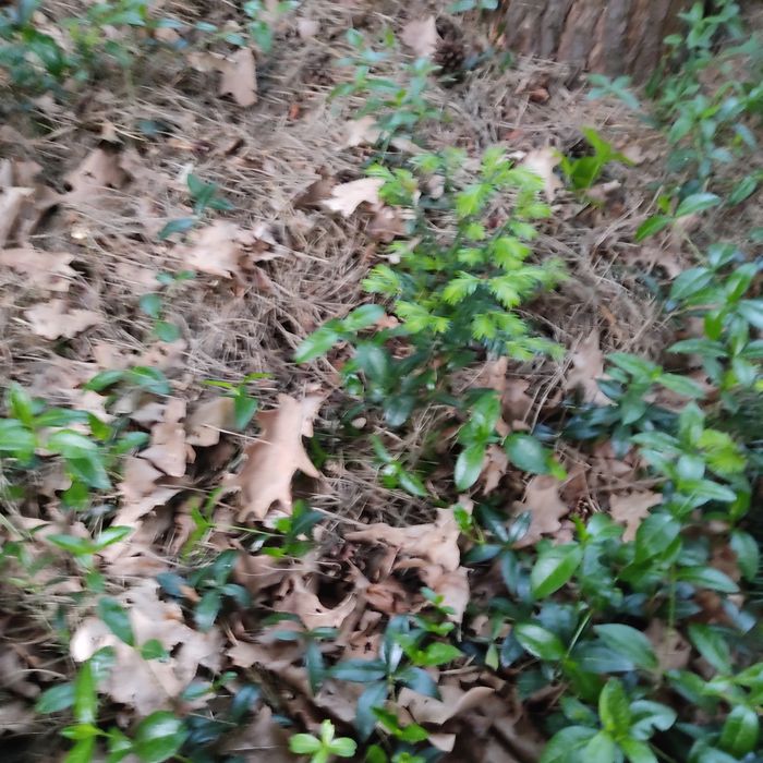 Cis pospolity sprzedam 15-20 cm sadzonka