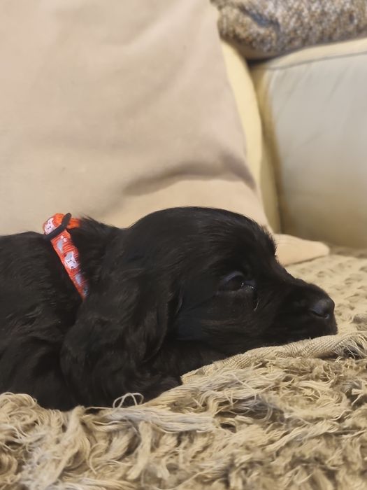 Cocker Spaniel MENINO