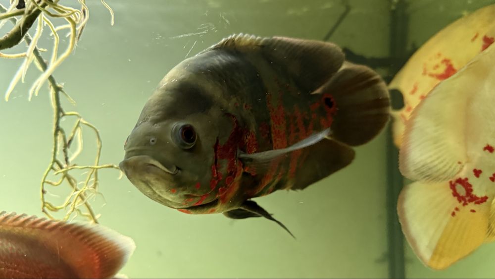 Peixe oscar 60€ cada