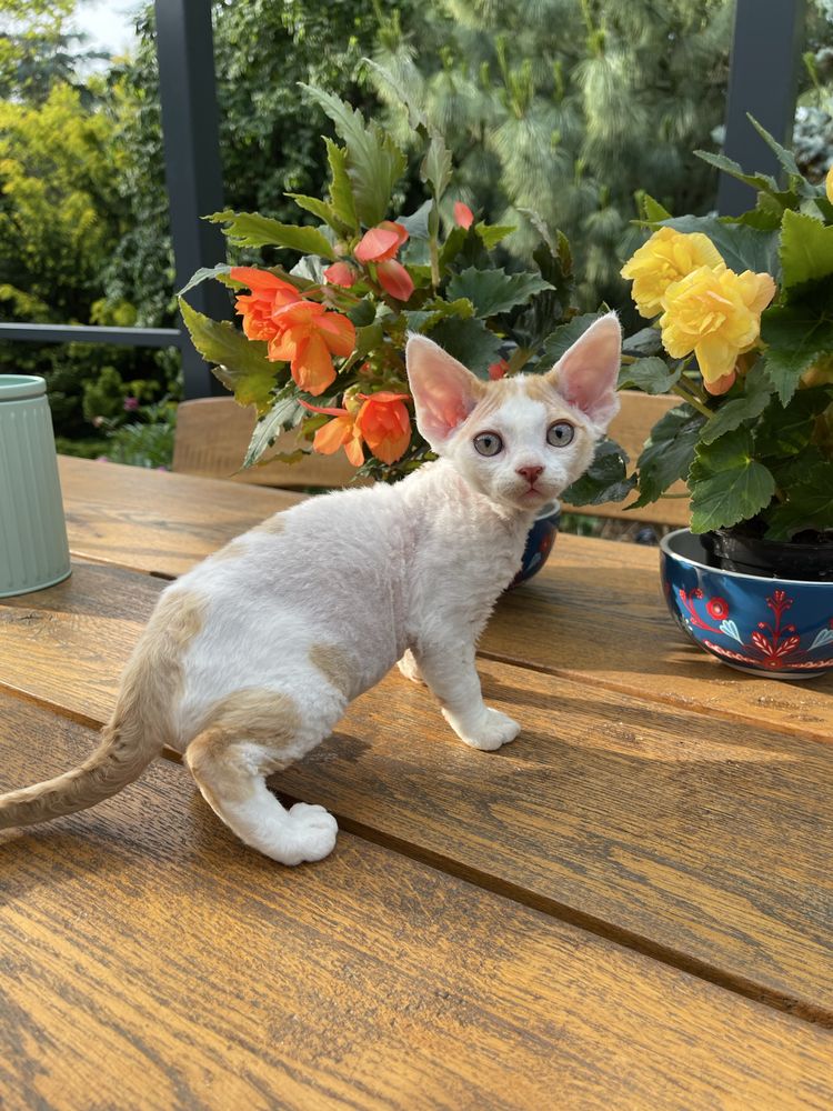 Devon rex kocurek , rodowod FPL /FIFE