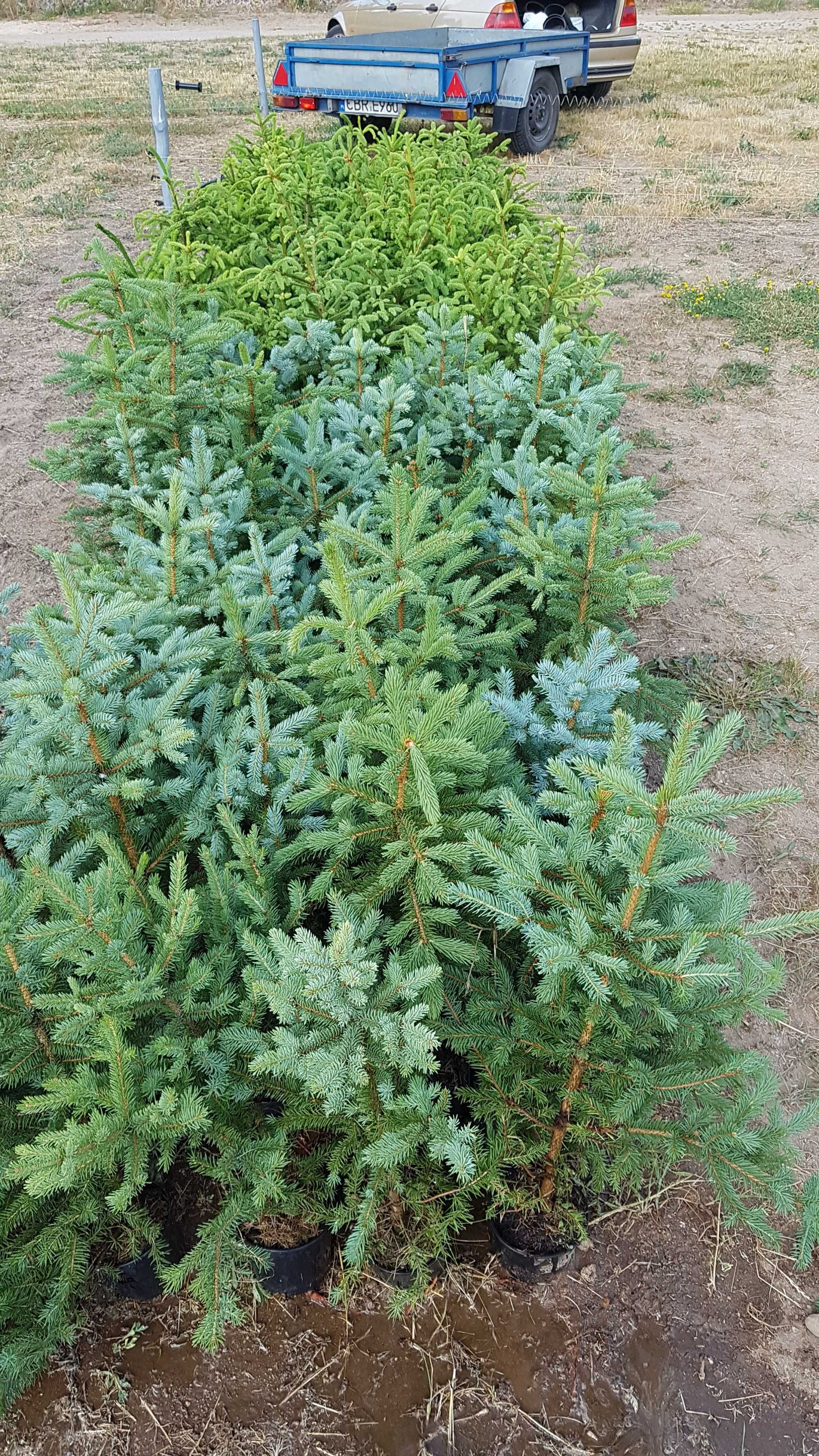Świerk pospolity,świerk srebrny kłujacy 60- 80 cm w donicach 13zł