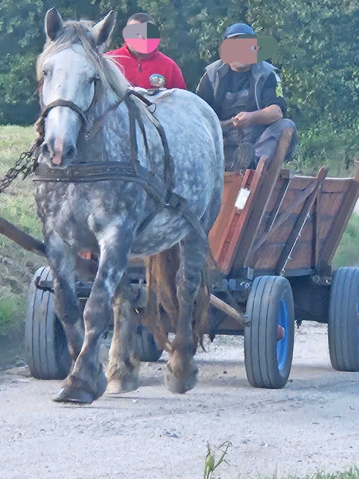 Klacz siwa zimnokrwista