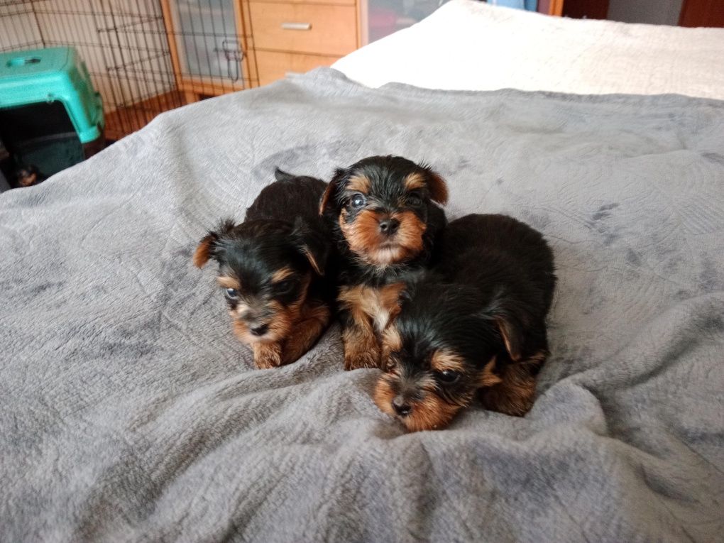 Yorkshire terrier
