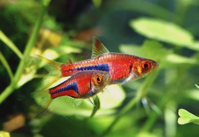 MŁODE Razbory espei - Trigonostigma espei - Rasbora