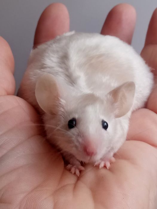 Myszy japońskie myszki rasowe samica,samiec mysz myszka