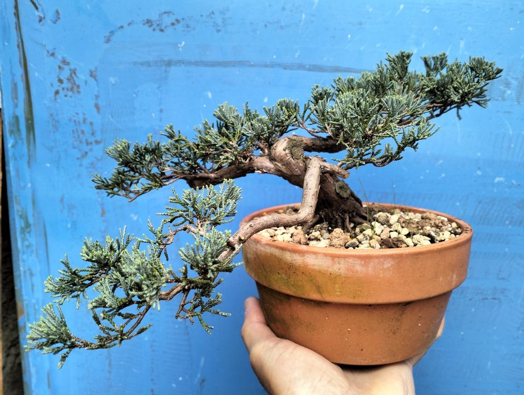 Bonsai juniperos Blue horizontalis