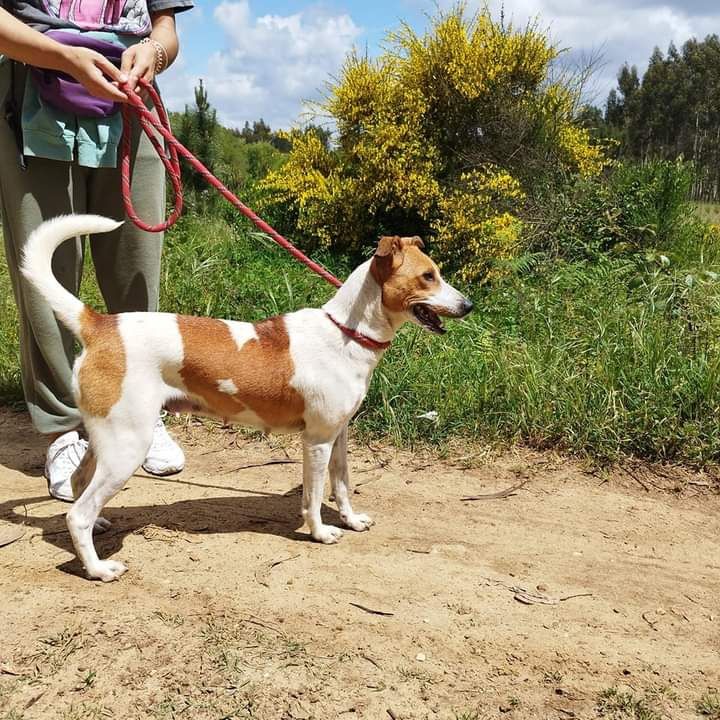 Marita- cachorra de porte médio para adoção