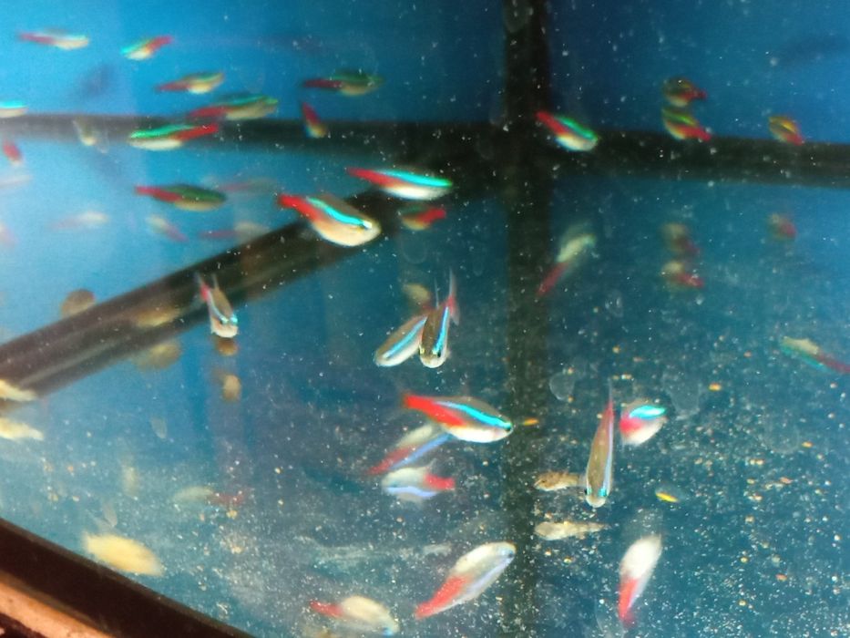 Neon Innesa Paracheirodon innesi