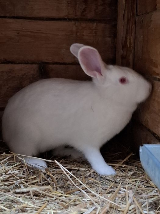 Króliki popielniańskie białe