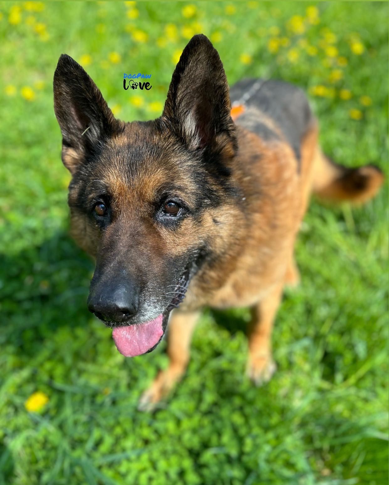 Owczarek niemiecki samiec do adopcji!