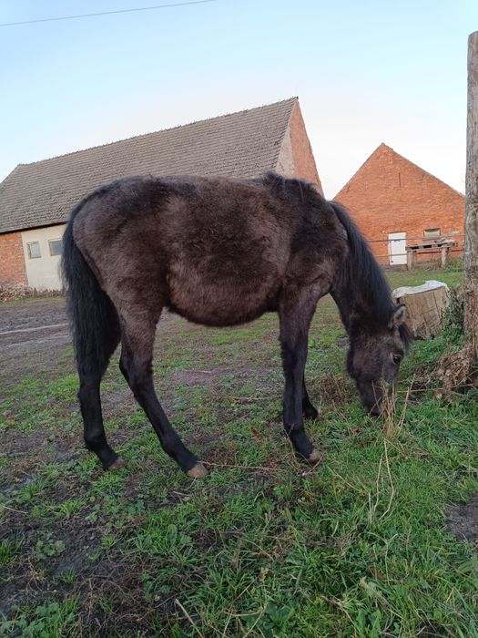 Sprzedam kuca, ogier