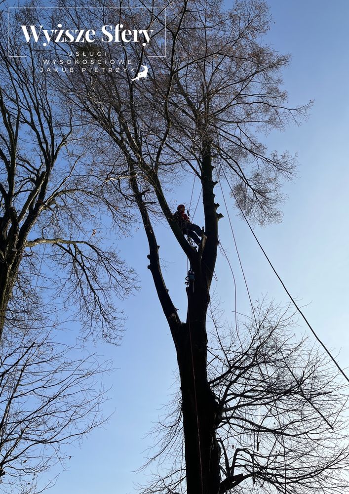 Wycinka i pielęgnacja drzew technikami alpinistycznymi