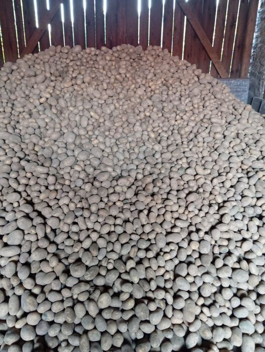 Ziemniaki jadalne kartofle