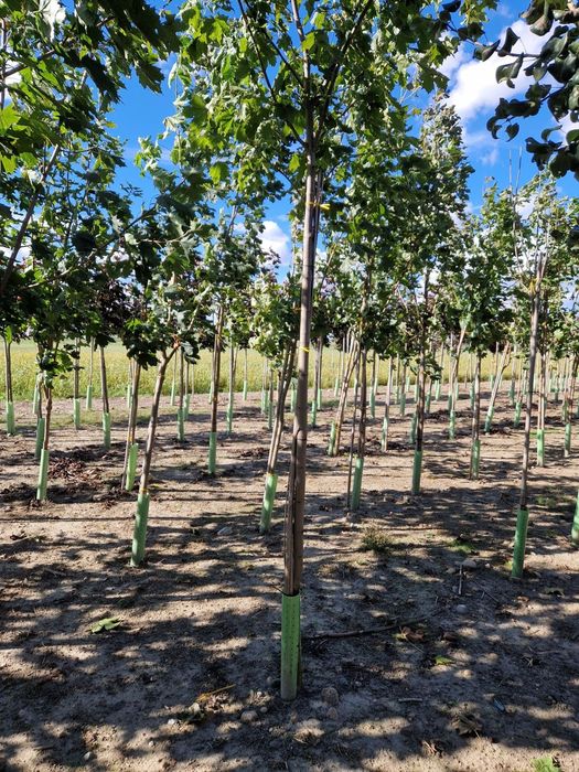 Klon zwyczajny 12-14 / Klon pospolity / Acer platanoides