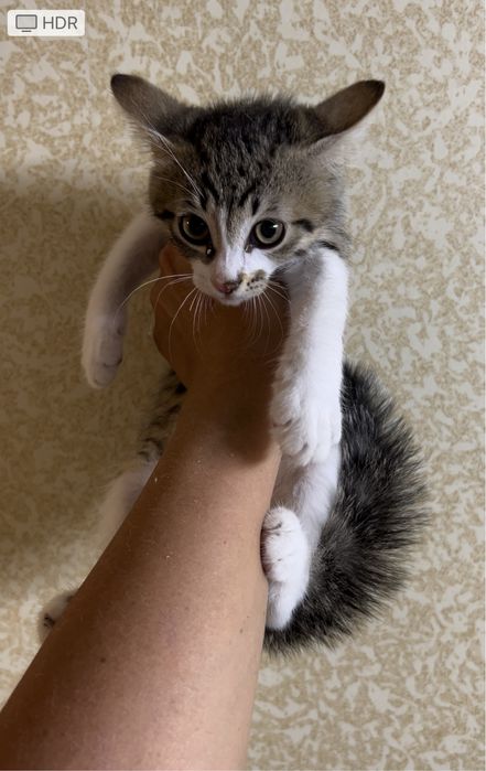 Отдам котенка девочку