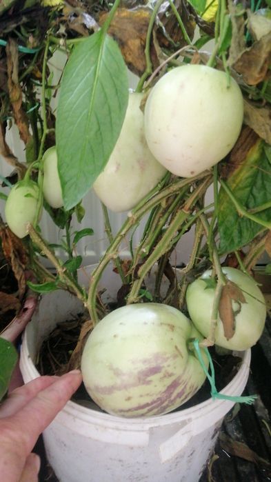 Продам саджанці Інжиру,пепіно