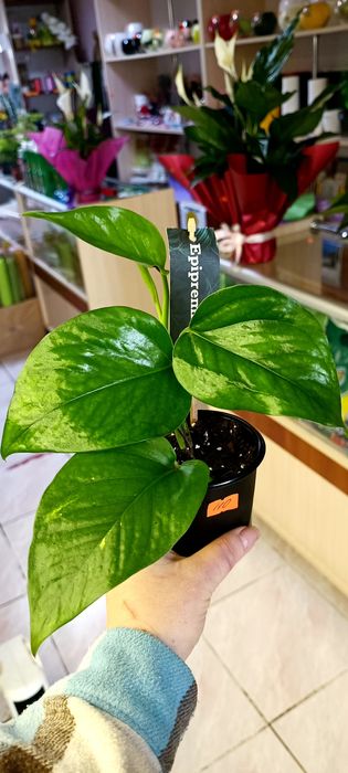 Епіпремнум Golden Photos