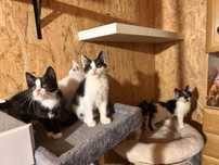 Wyjątkowe kociaki do adopcji