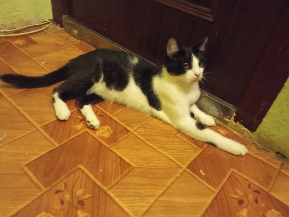 Do pilnej adopcji