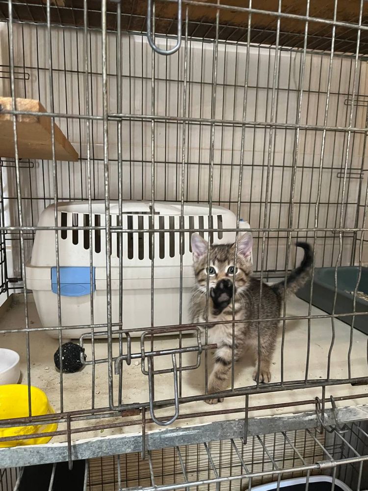 Віддам котика в добрі руки