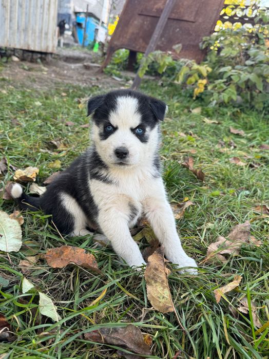 Сибірський хаски