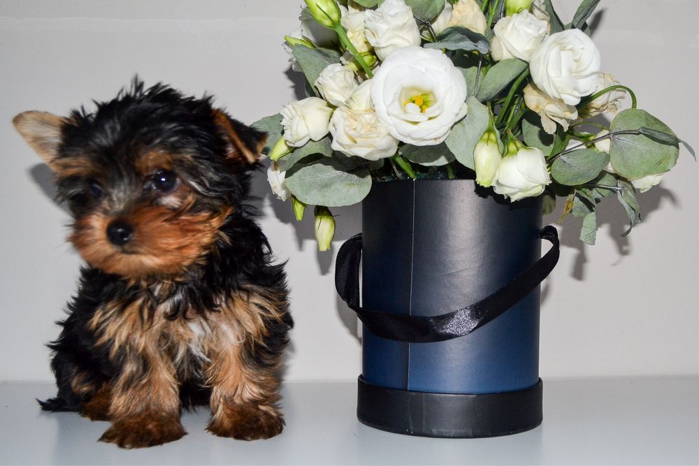 Szczenię Yorkshire Terrier ZHPR