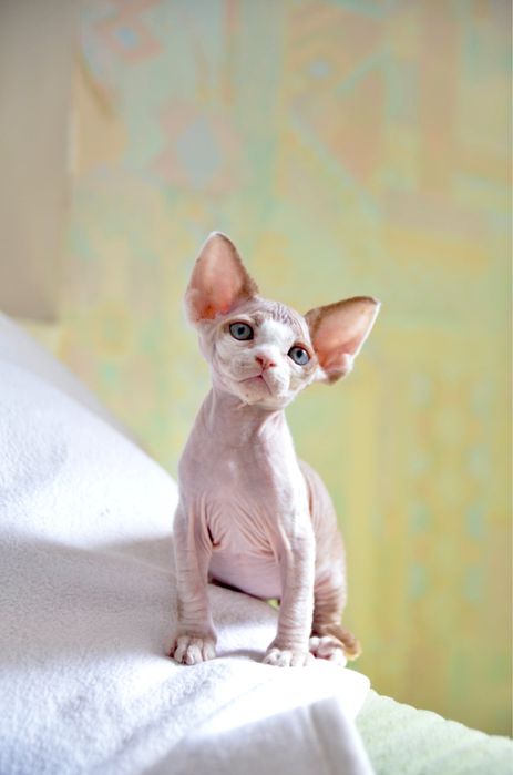 Ліловий девон рексик