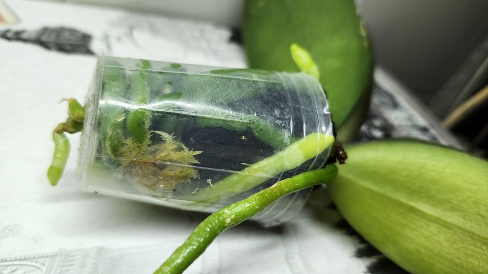 Орхідея фаленопсис- підліток сорту Katleen(10cm)