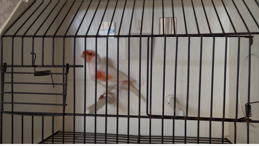 Lipocromo mosaico vermelho linha macho