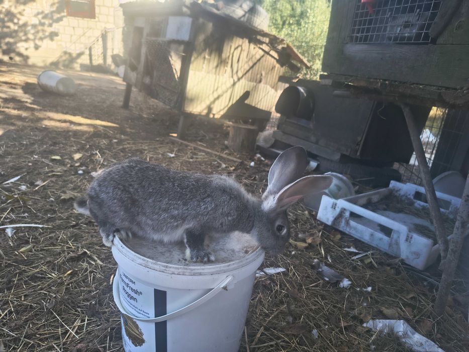 Sprzedam młode króliki belgijskie samiczki