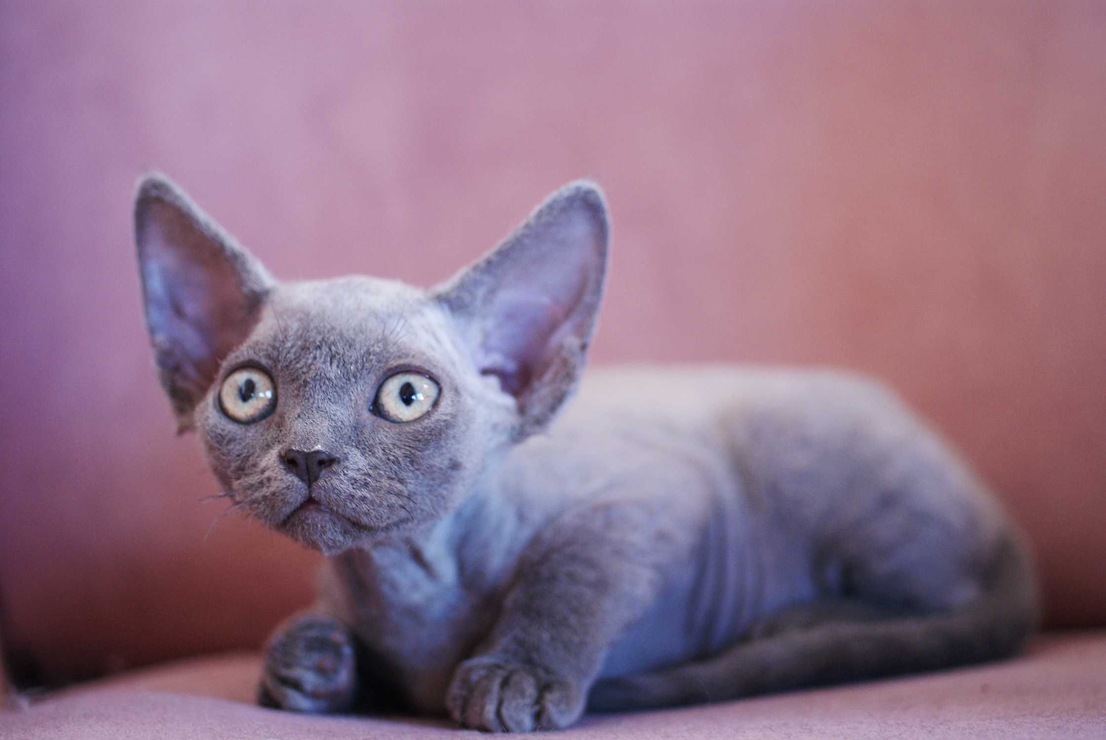 Kotka devon rex niebieski point po championie