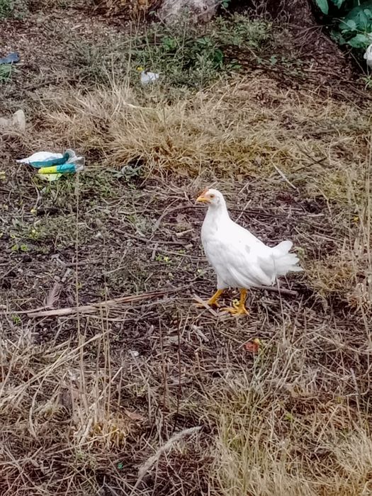 Garnisés/fêmeas 4 brancas 1 preta 1 castanha.