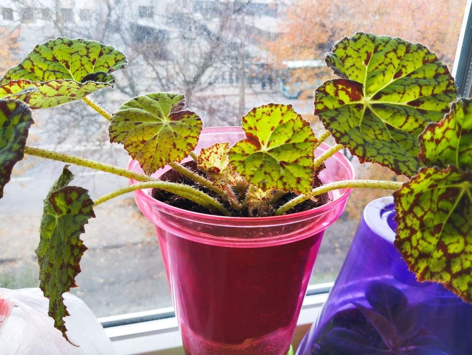 Продам яскраві бегонії Red Planet