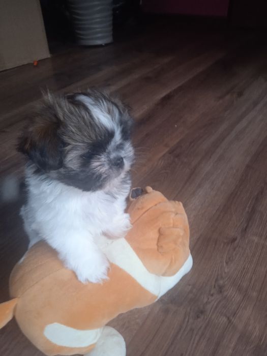 Piesek shih-tzu, piękny.