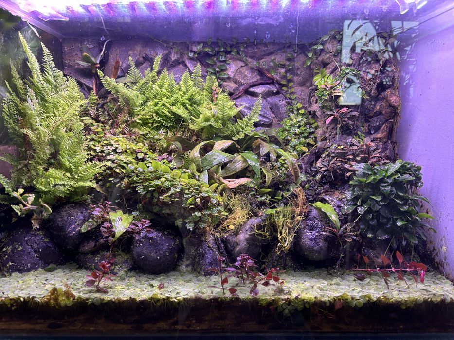 Paludarium 60x35x40 cm