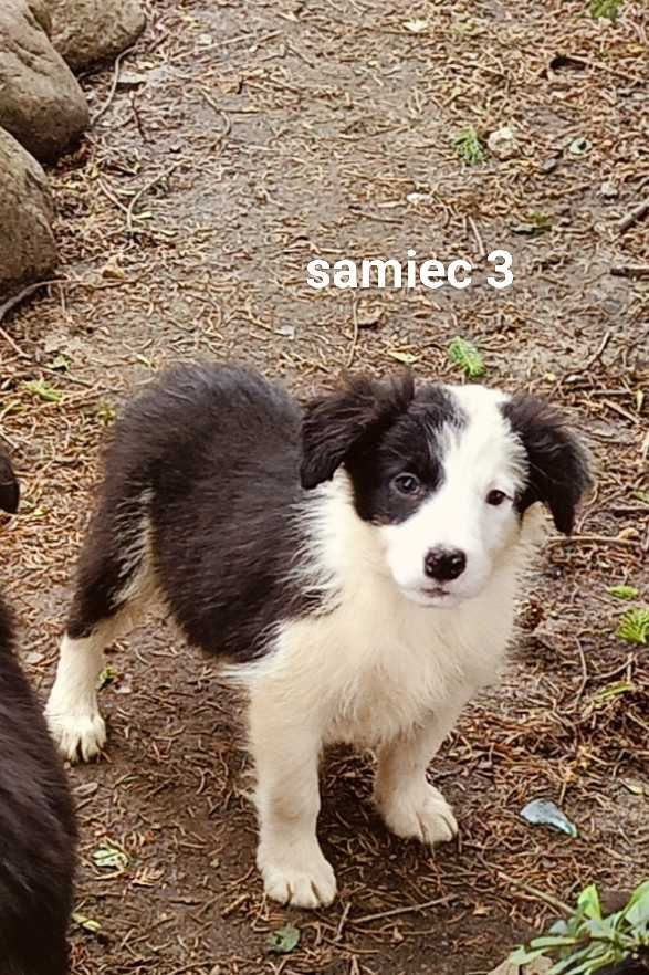 Border collie samiec