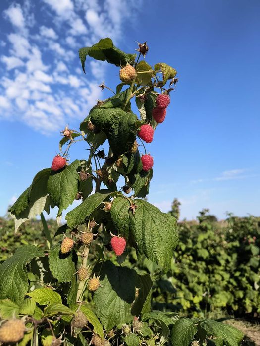 Малина, саджанці Поляна , джоан джей