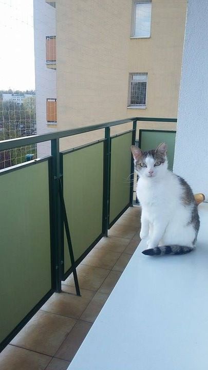 Siatka Na Balkon Okno Gołębie Ptaki Dla Kota Oko 50mm Rozmiar 4 X 2 M