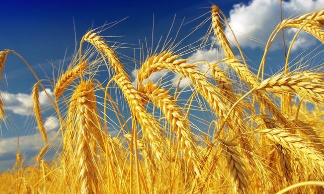 Продам пшеницю 2022год