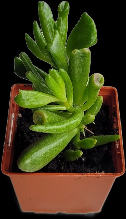 Хоббитс. Долларовое дерево.