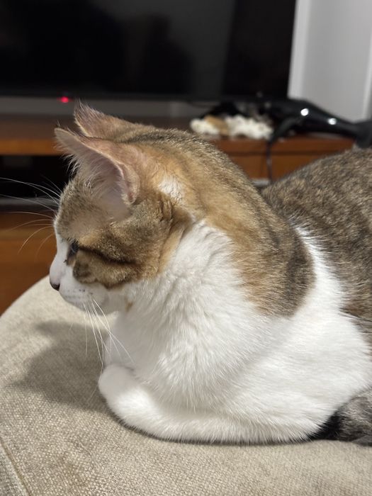 Gatinho Macho independente