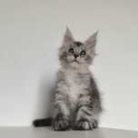Kotka Maine Coon ze srebrem