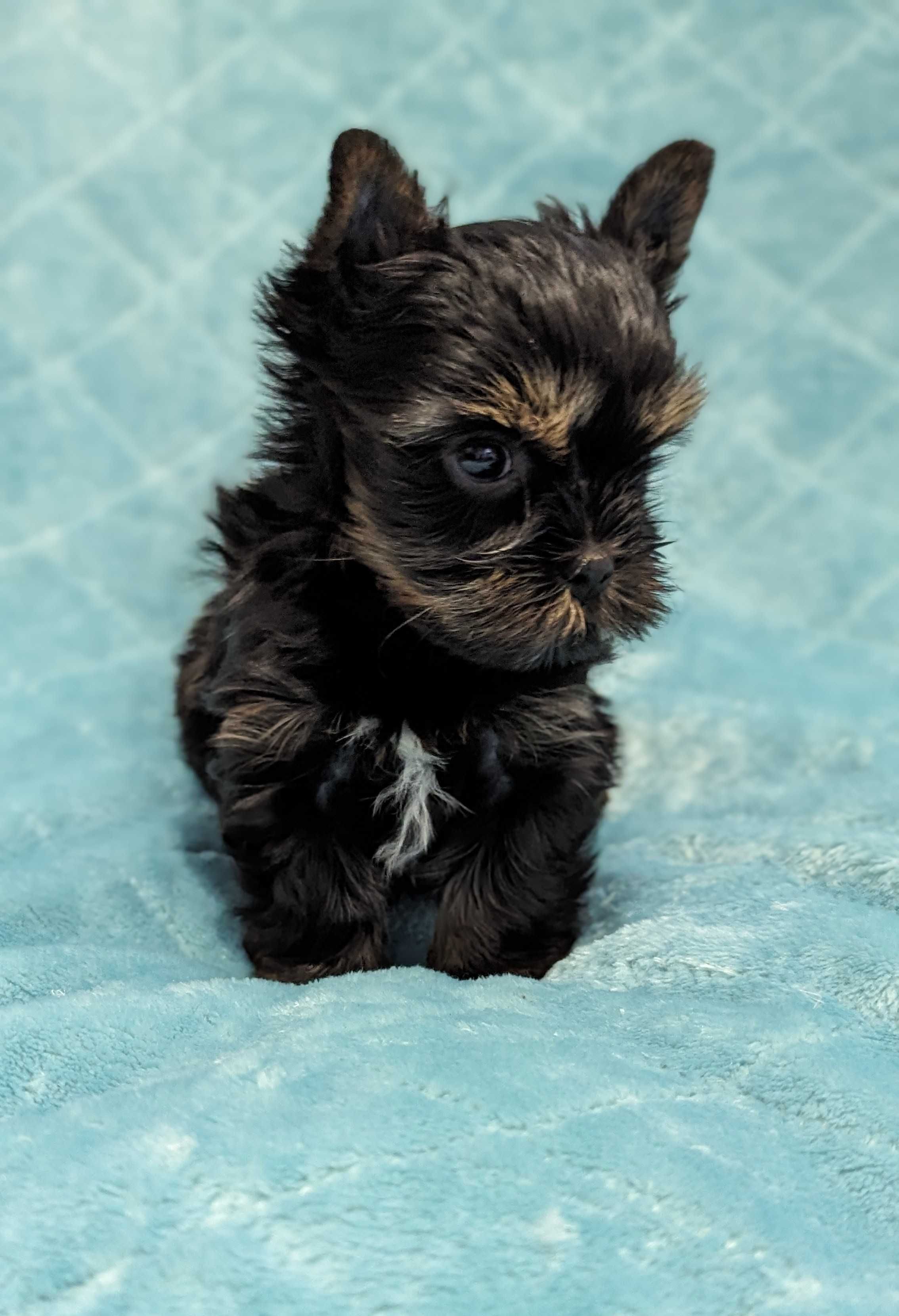 Sprzedam pieski Yorkshire terrier