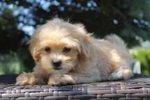 Maltipoo śliczny mini piesek - już do odbioru