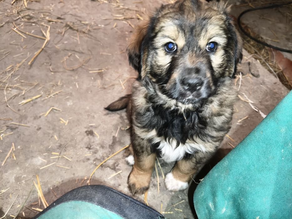 Pieski  Szczeniaki , kundelki Oddam za darmo