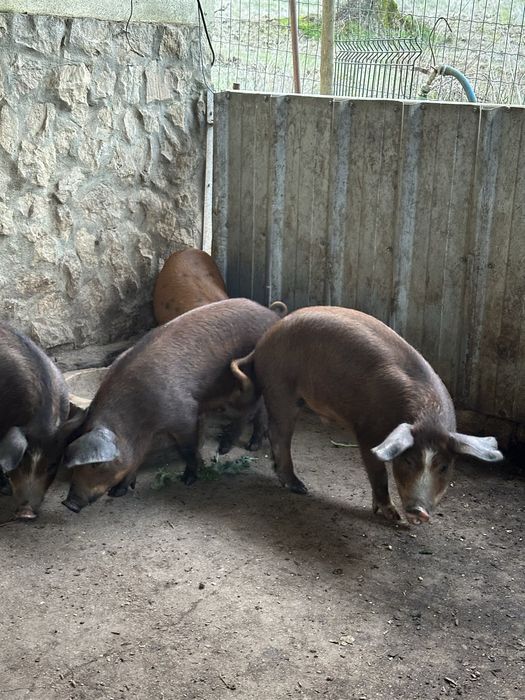 Leitões cruzados Javali/Duroc/Pietran