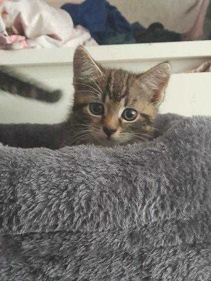 Maluszki do adopcji