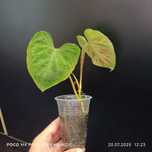 Філодендрон Verrucosum
