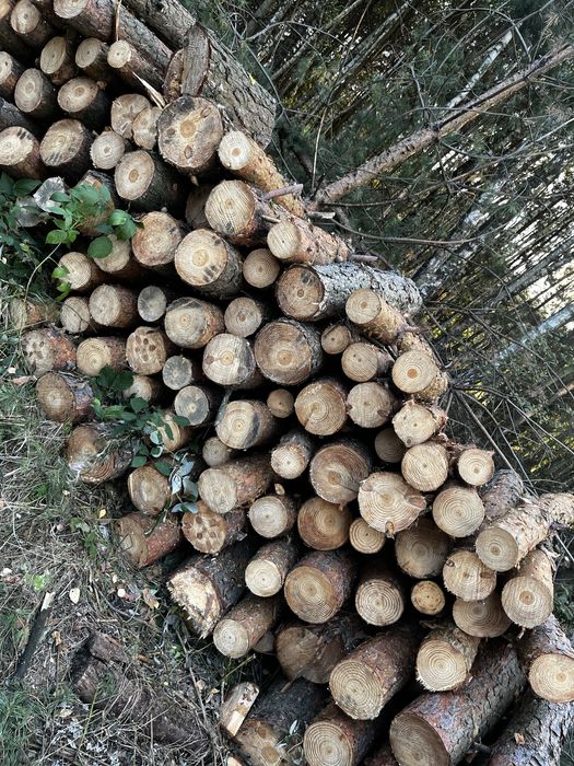 Drewno opałowe sosnowe