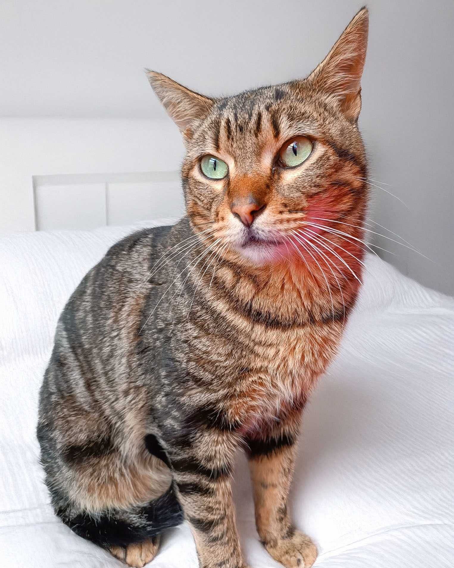 Setúbal / Margem Sul / Lisboa — KODI, gatinho para adoção